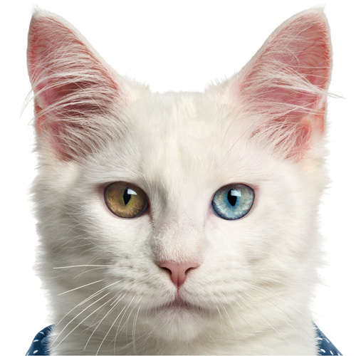 Etty's Tierheim Beispiel